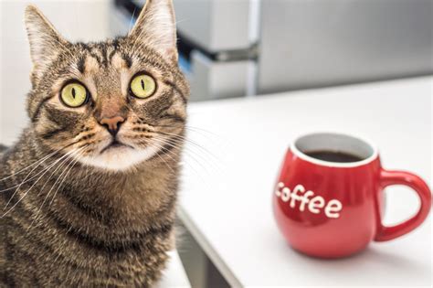 ボタンバリンカフェ: なぜ猫はコーヒーを飲まないのか？