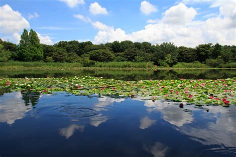 埼玉 大きい公園 アスレチック - 自然と遊びの融合を考える